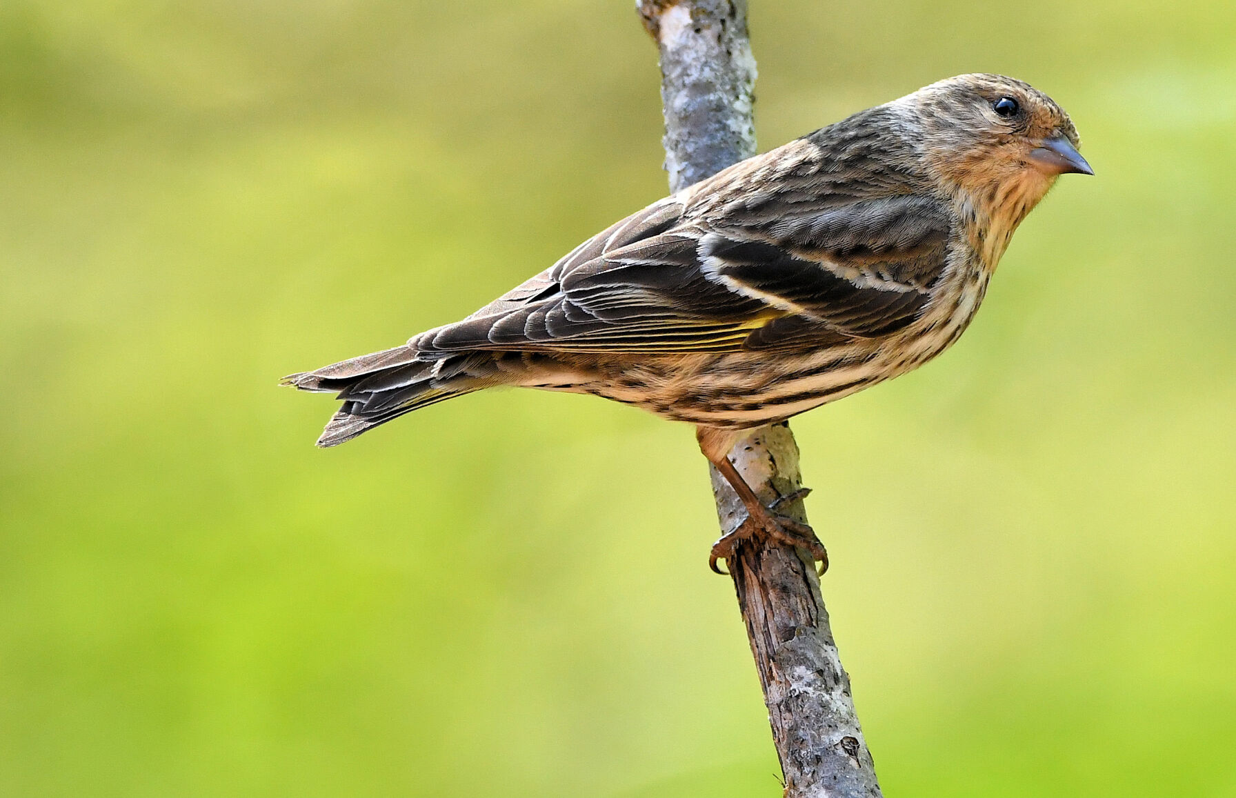 Pine siskin